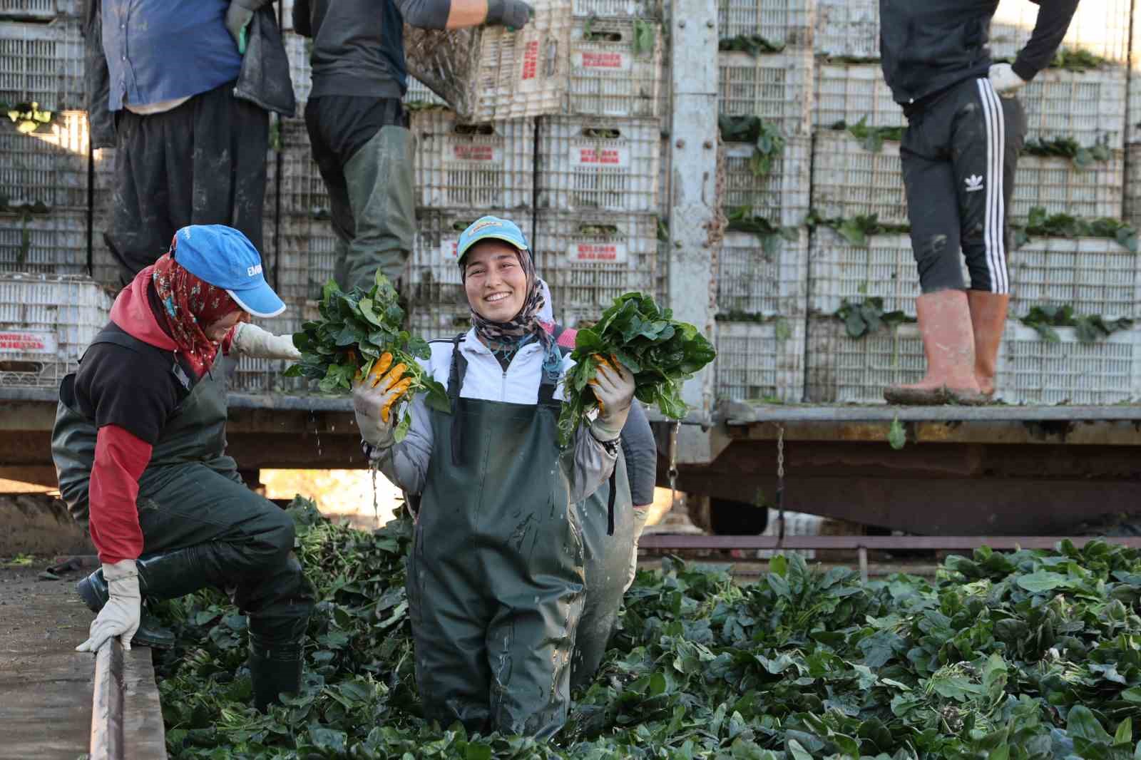 Adana’da ıspanak hasadına başlandı