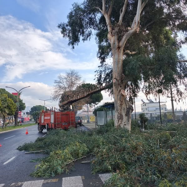 Sultanhisar’da belediye ekiplerinden yol ve ağaç budama çalışması