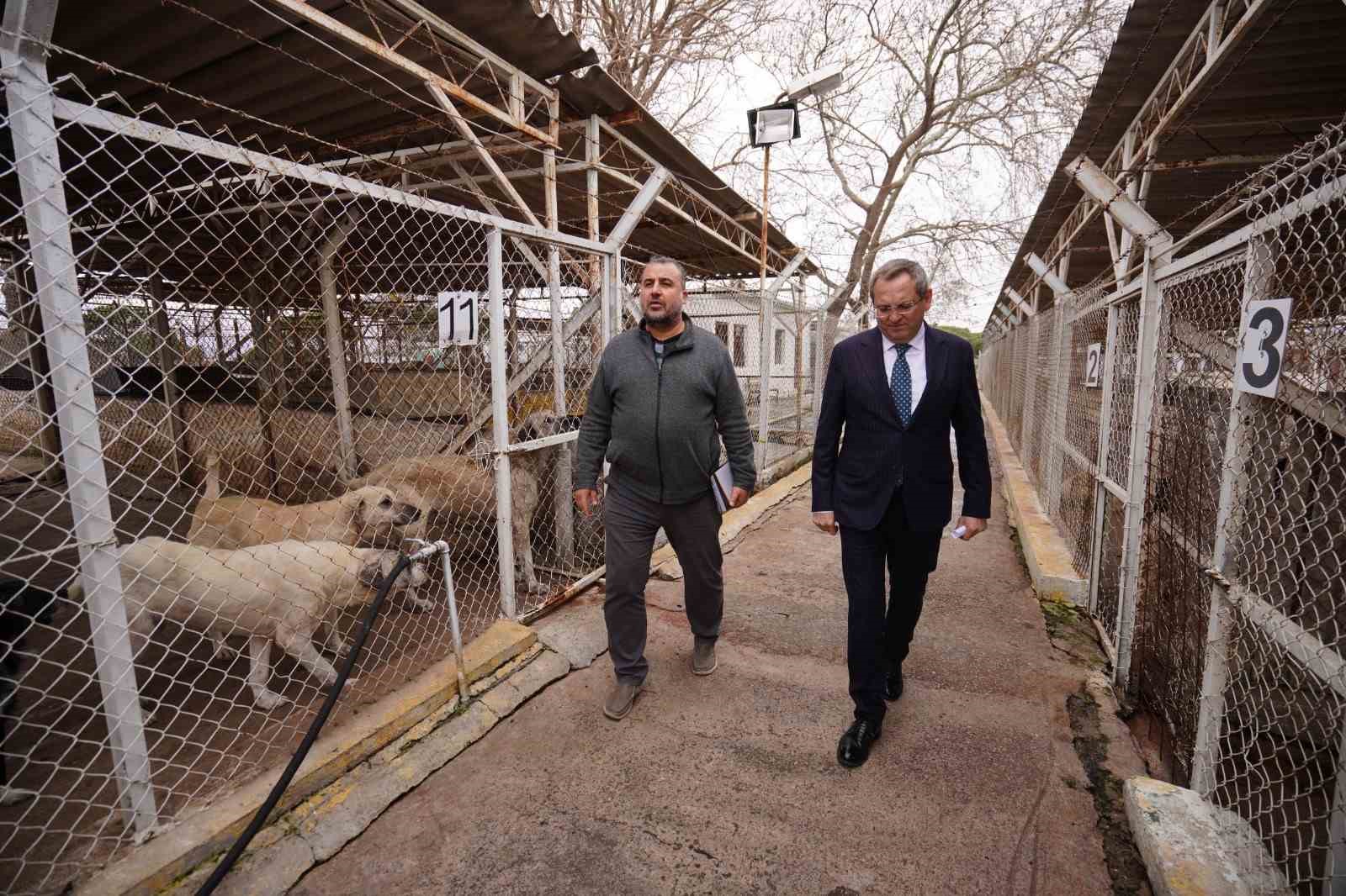 Ayvalık Belediyesi sokaktaki can dostların da yanında