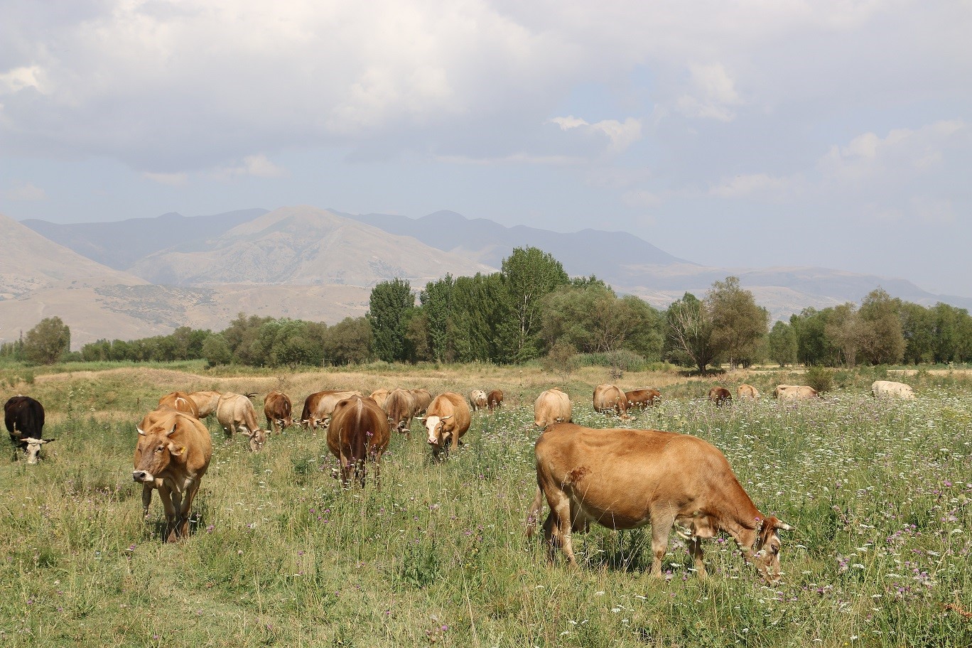 Erzincan’da 8 yılda 19 köyde 57 bin dekar mera ıslah edildi