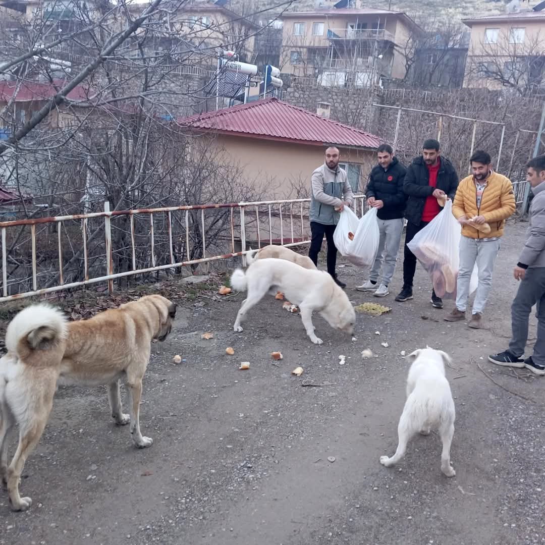Gençlerden sokak hayvanları için  seferberlik