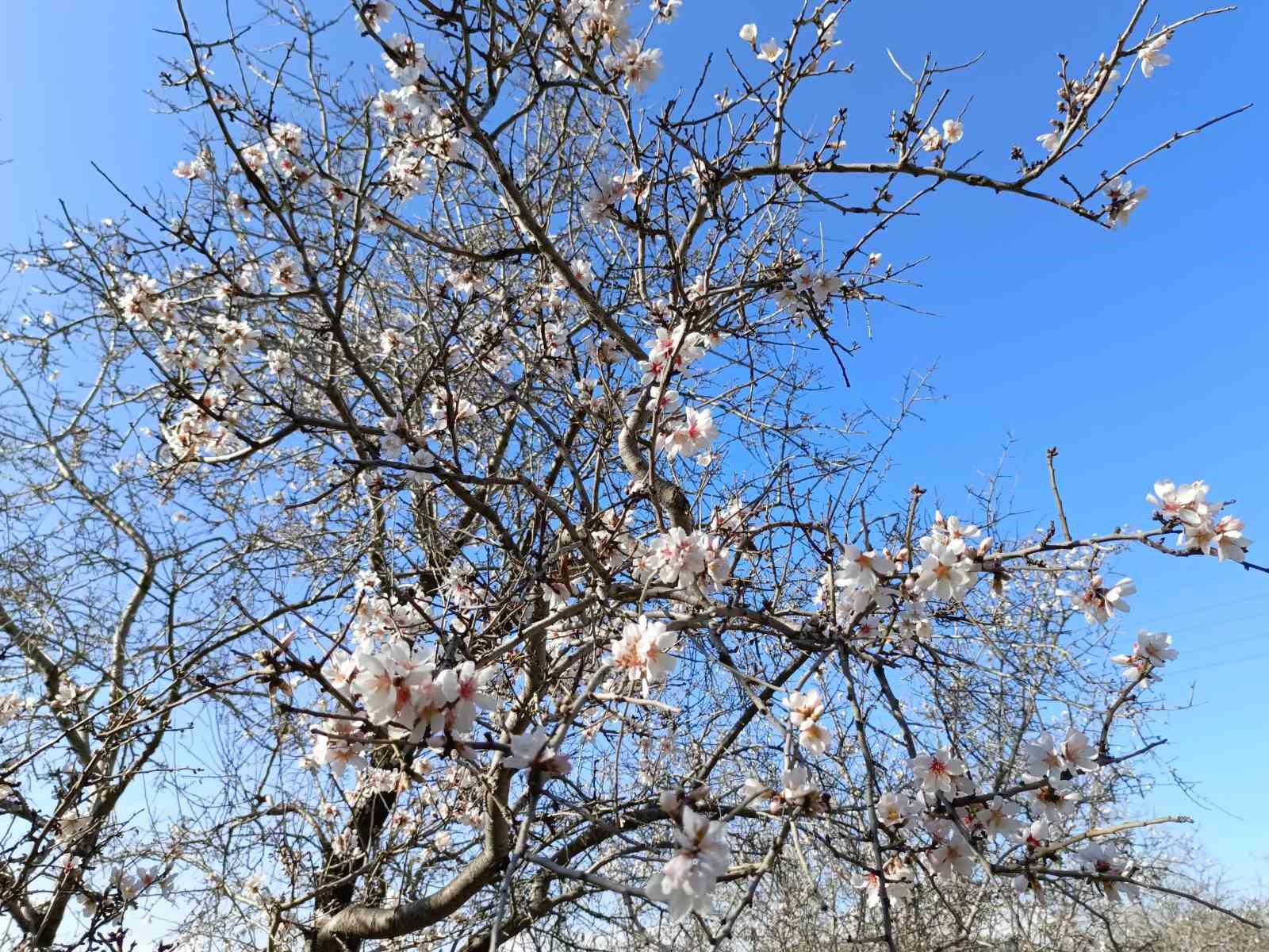 Gazipaşa’da badem ağaçları 