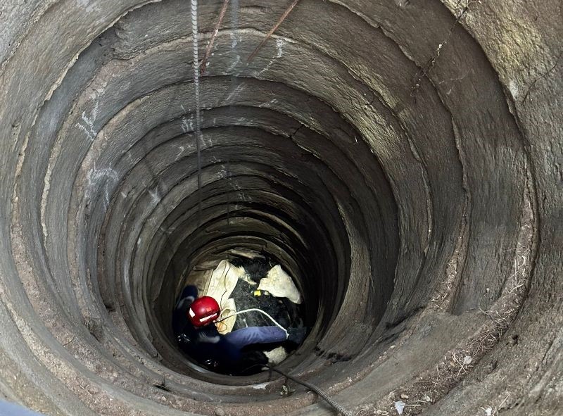 Balıkesir’de kuyuya düşen büyükbaş hayvan vinçle kurtarıldı