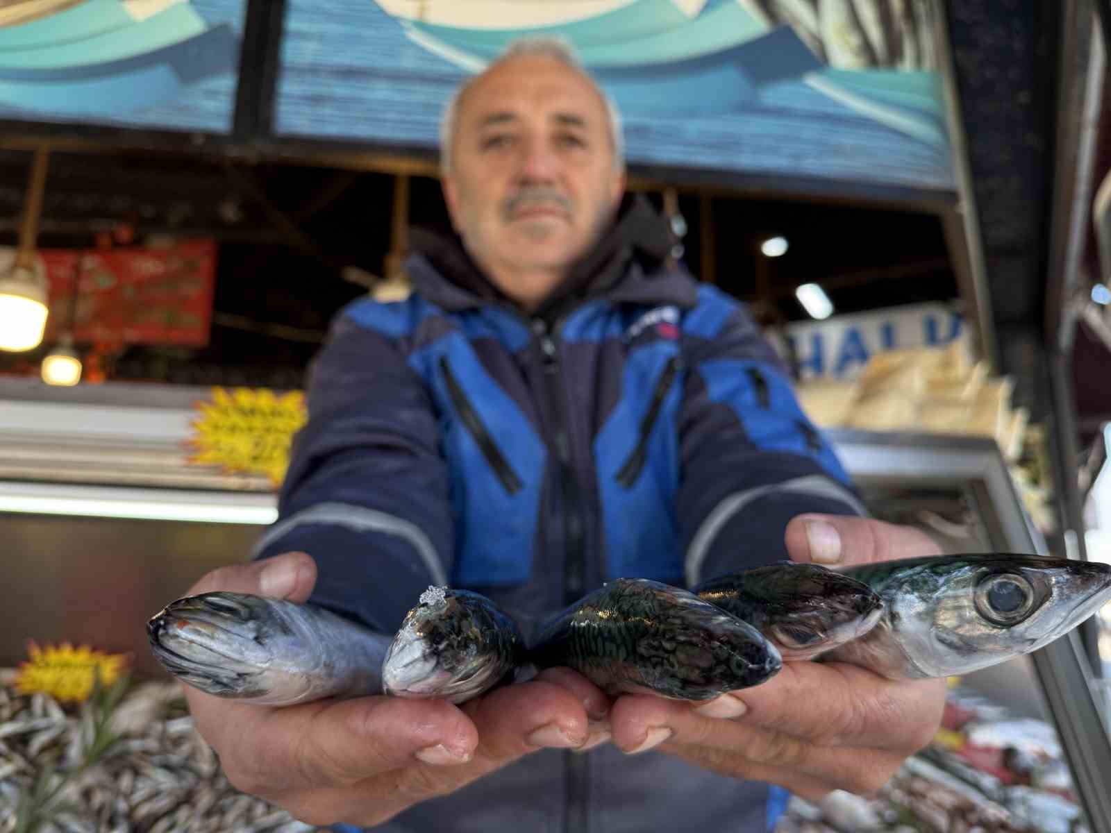 Karadeniz’de palamut sezonu yeniden açıldı