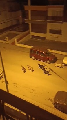 Ankara’da mahalleli başıboş köpekler nedeniyle geceleri uyuyamıyor