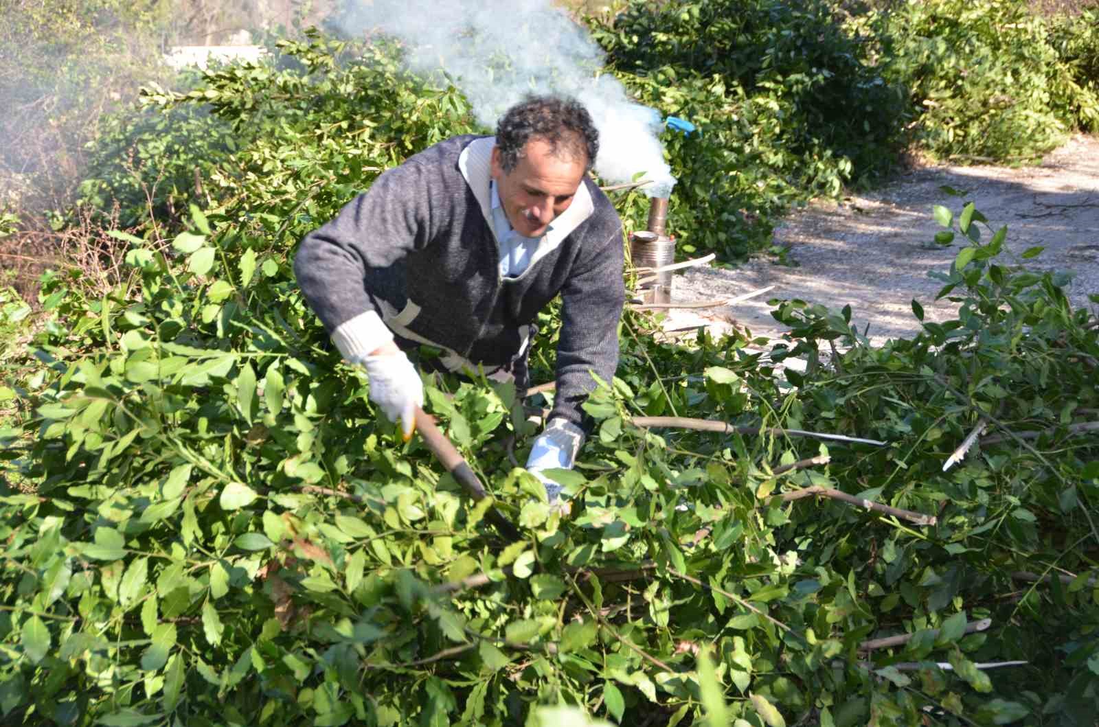 Antalya’dan tüm dünyaya ihraç ediliyor: 300 ton defne yaprağı hasadı yapıldı