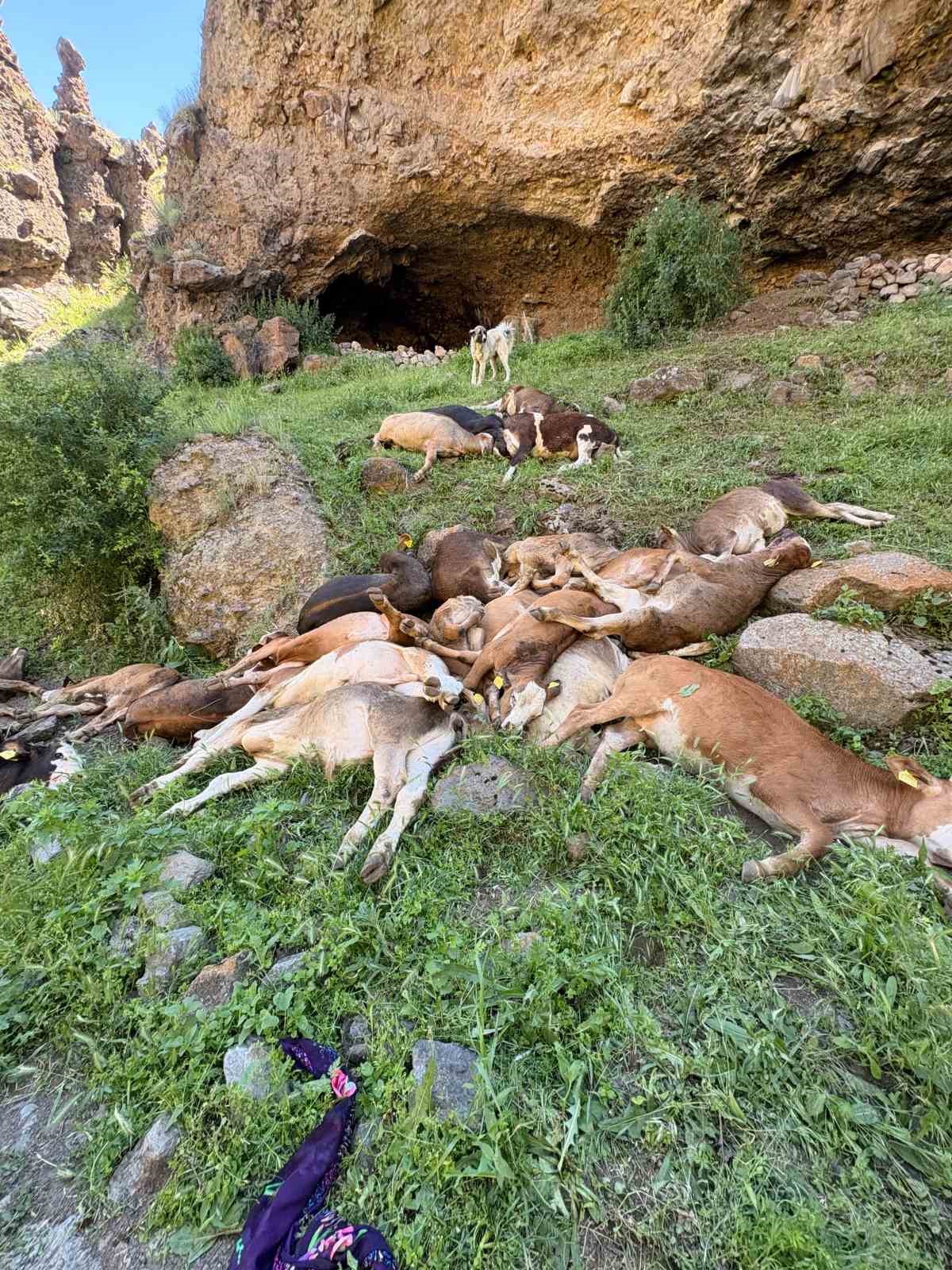 erzurum-da-kayaliklardan-dusen-26-buzagi-telef-oldu