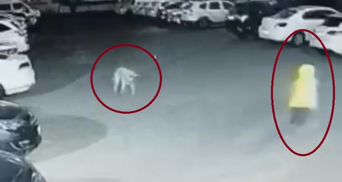 Diyarbakır’da köpek saldırısını uğrayan kadın ve çocuk canını zor kurtardı