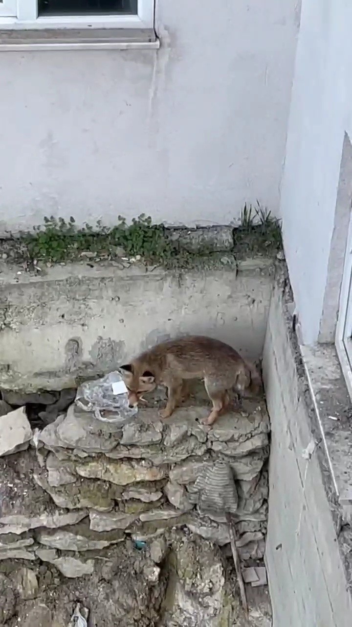 Yiyecek arayan tilki kamerada