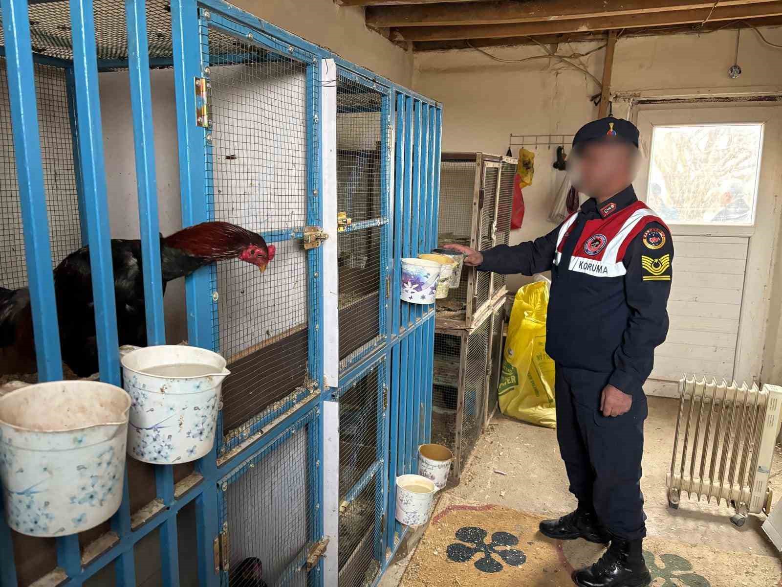 Malatya’da horoz dövüştürenlere jandarma baskını