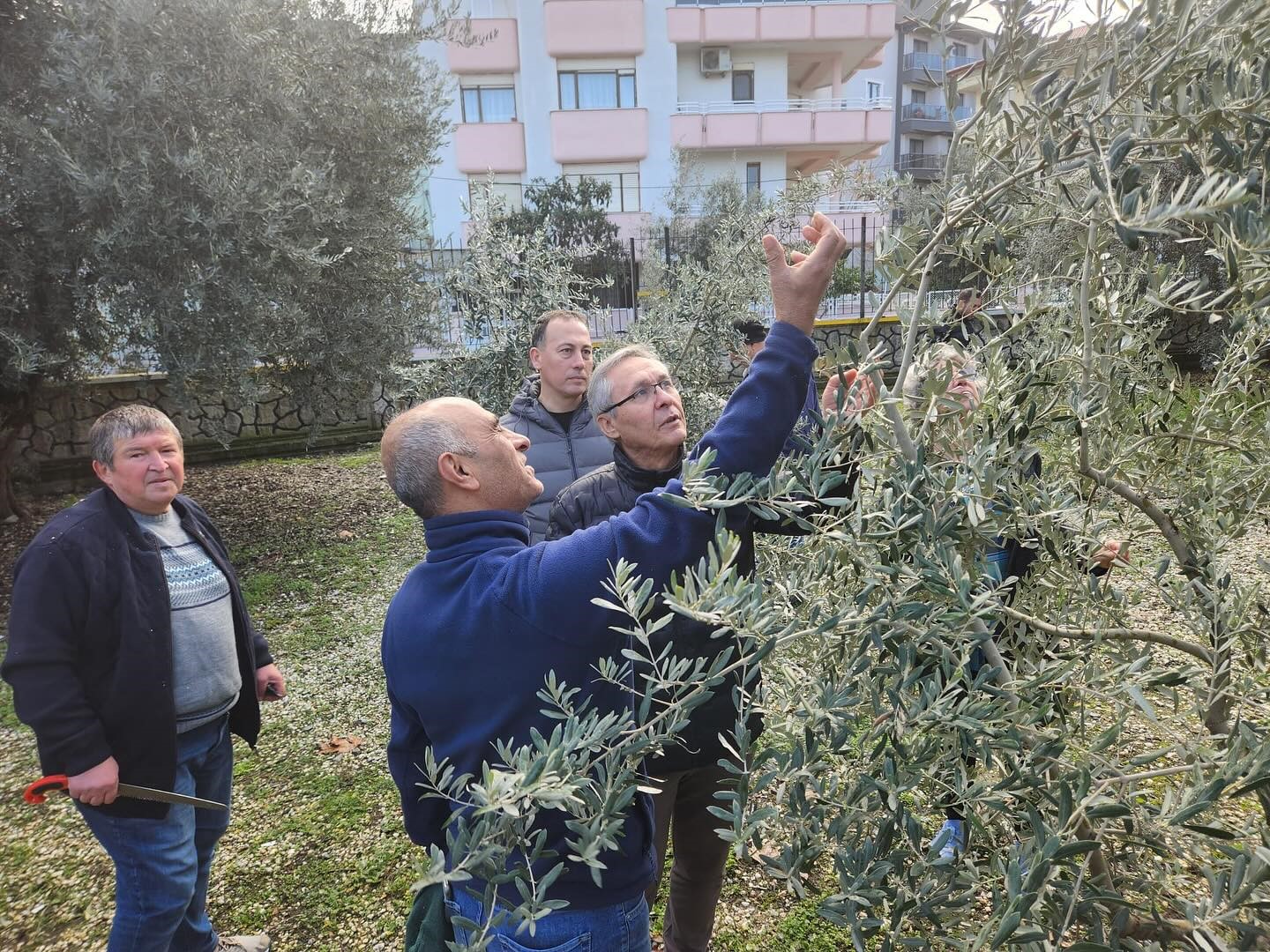 Zeytin budamayı uygulamalı öğrendiler