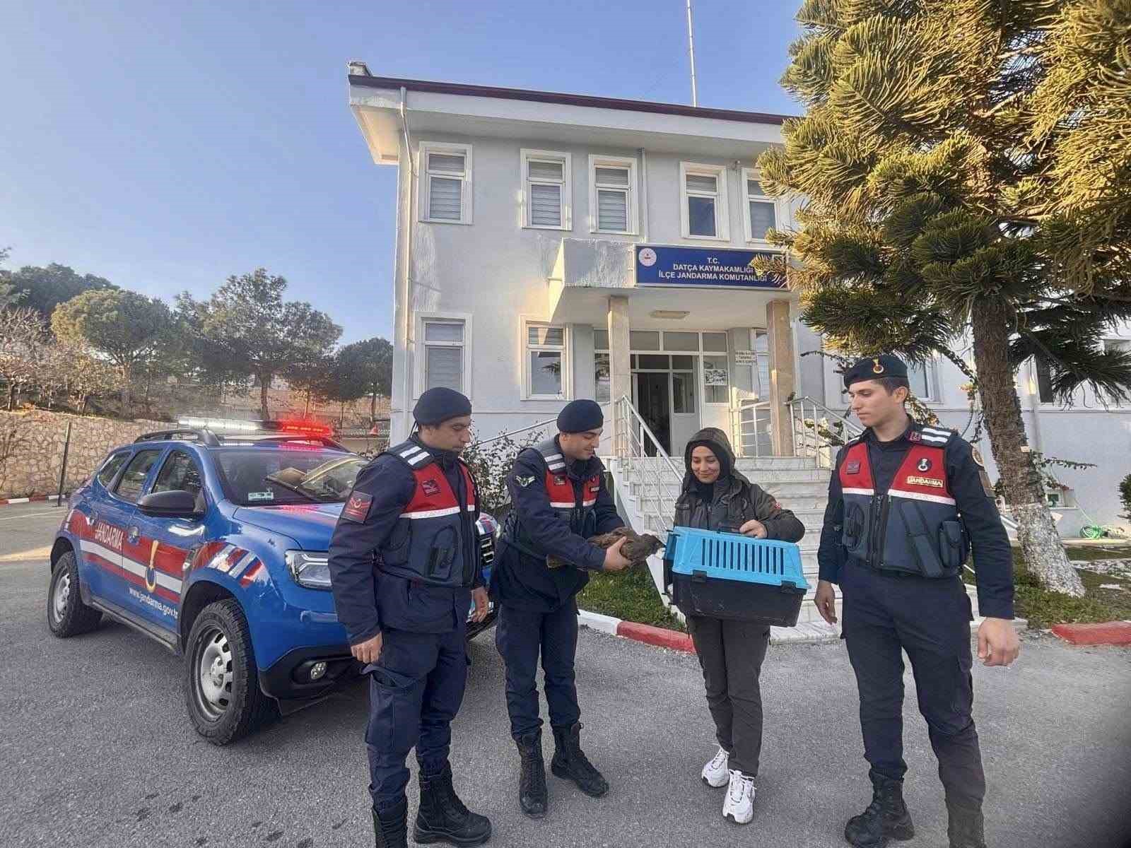 Muğla’da jandarma ekipleri yaralı şahini kurtardı