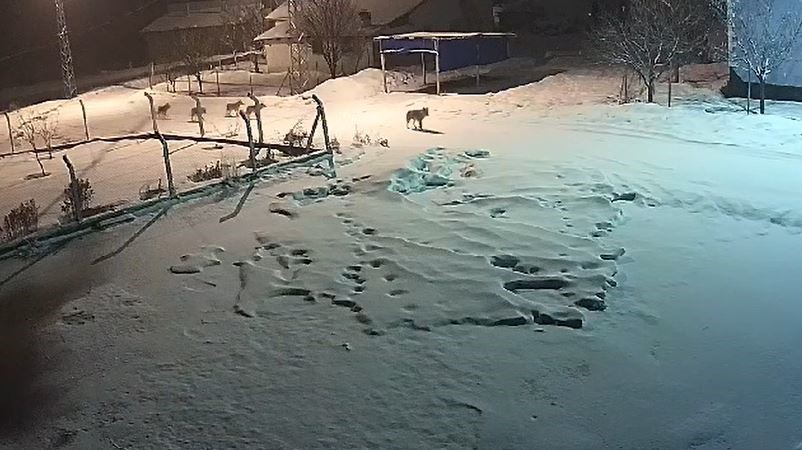 15 köpeği telef eden kurt sürüsü köye indi, o anlar kameraya yansıdı