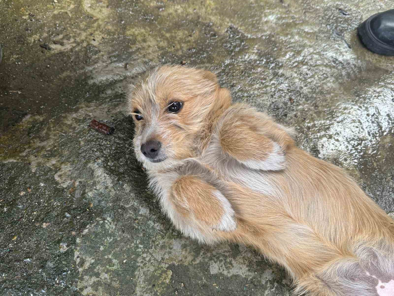 Önce çöpü attı sonra köpeğini sokağa bırakıp gitti, o anlar güvenlik kamerasında