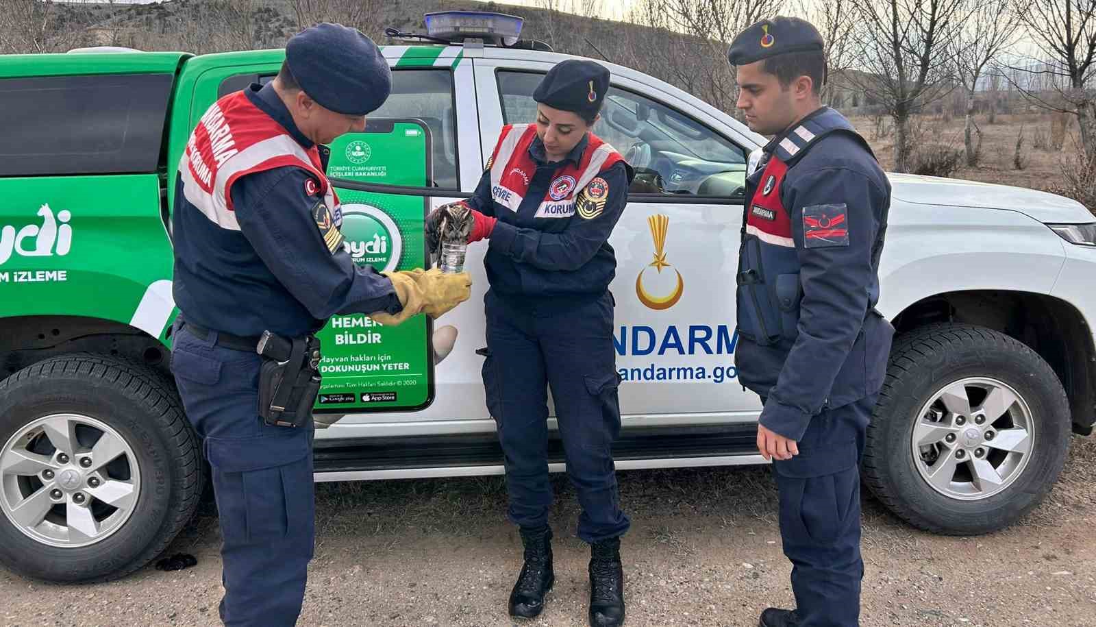 Jandarma, yaralı baykuşa elleriyle su verdi