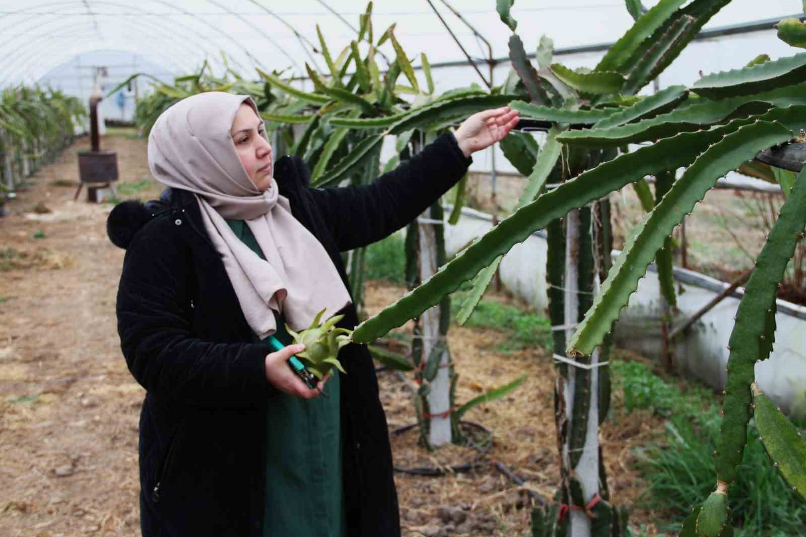 Kadın girişimci, Çarşamba Ovası’nda ‘ejder meyvesi’ yetiştirdi