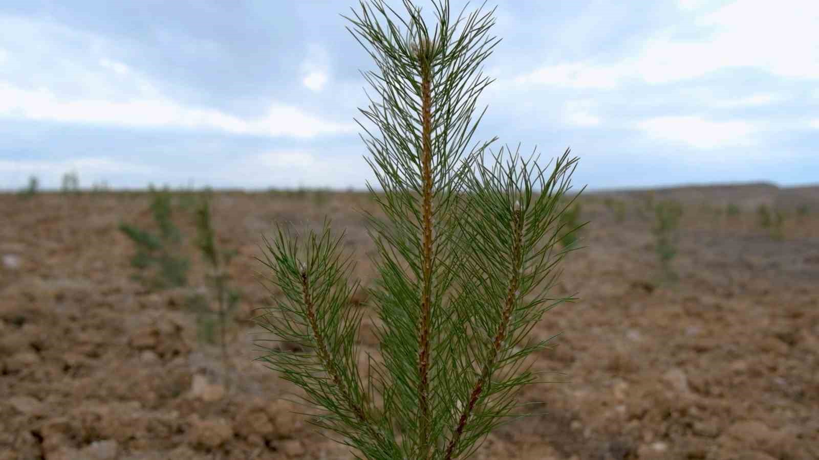 Şehir peyzajlarına Bakanlık standardı geliyor