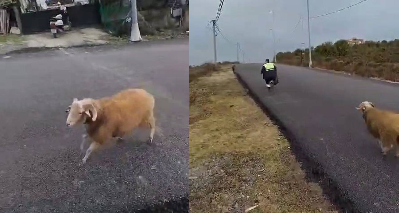 Beykoz’da koç, temizlik işçilerine zor anlar yaşattı