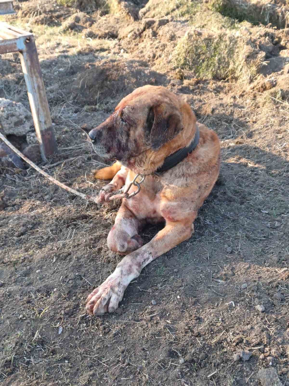 Yasa dışı köpek dövüşüne JASAT ’dur’ dedi