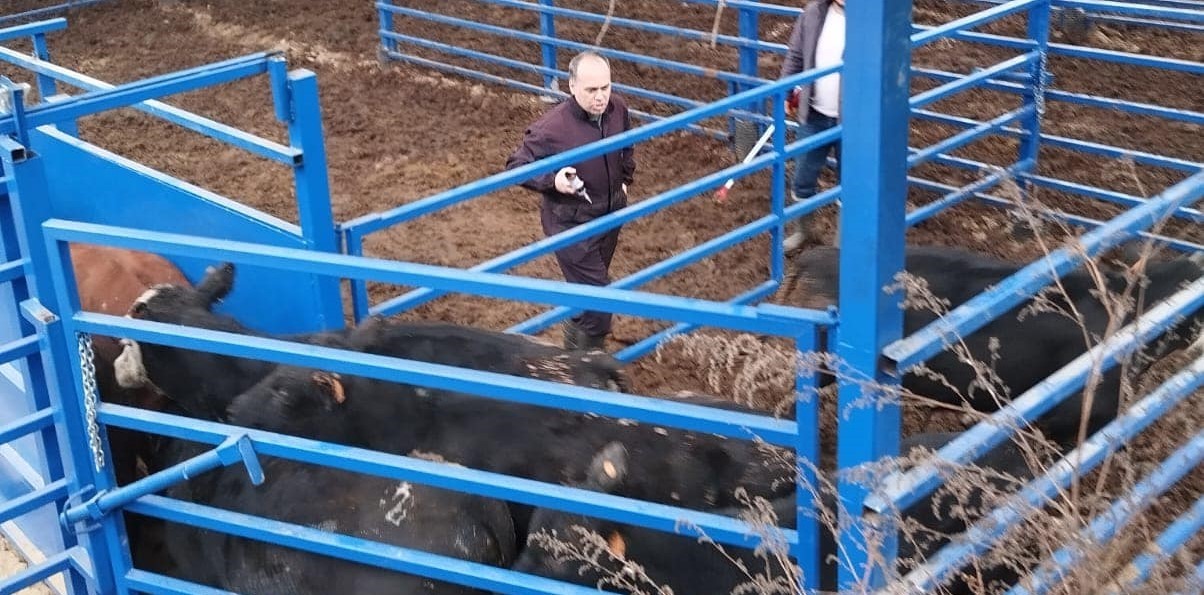 Kuyucak’ta besilik hayvan denetimi ve şap aşılaması