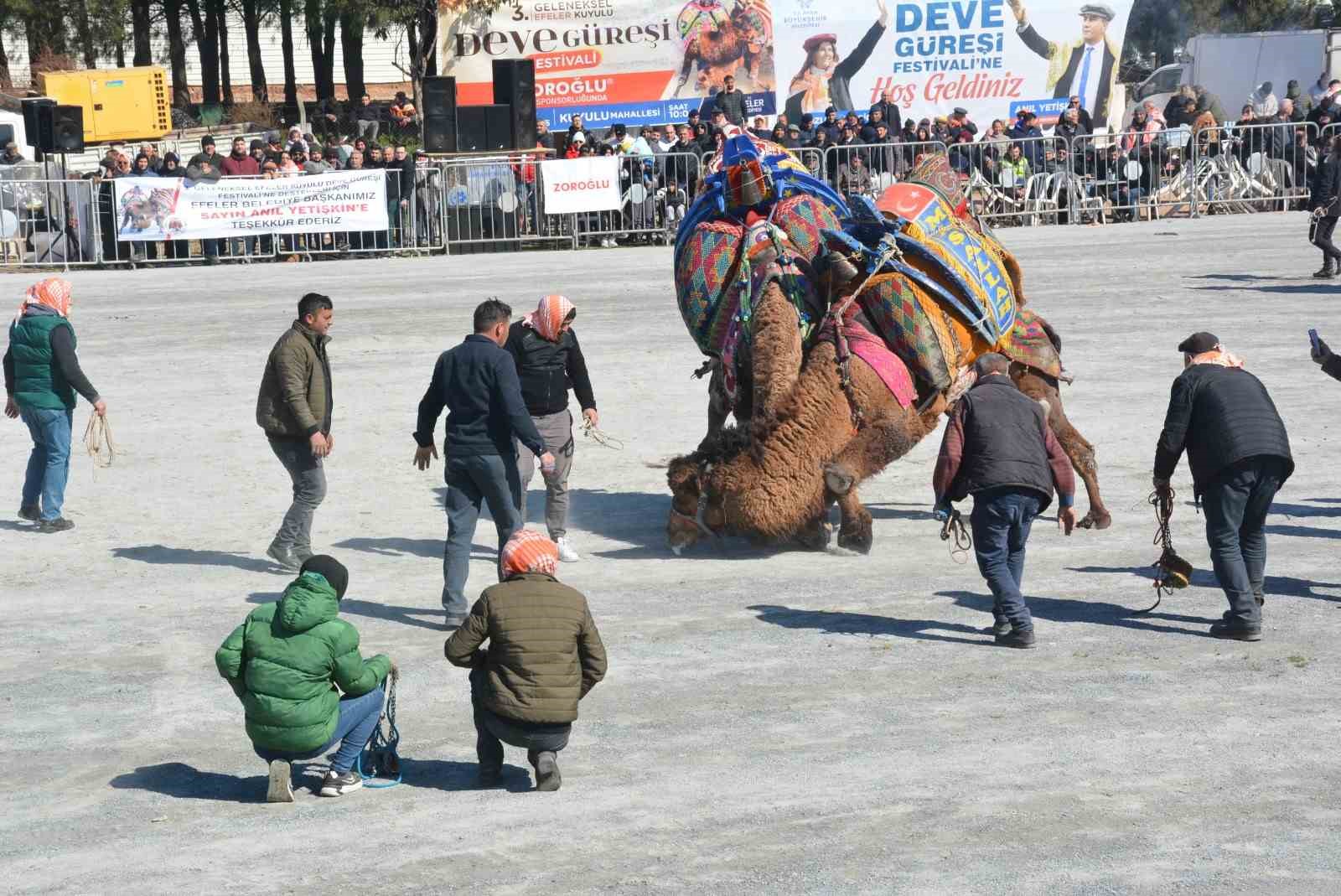 Efeler’de deve güreşi festivali coşkusu