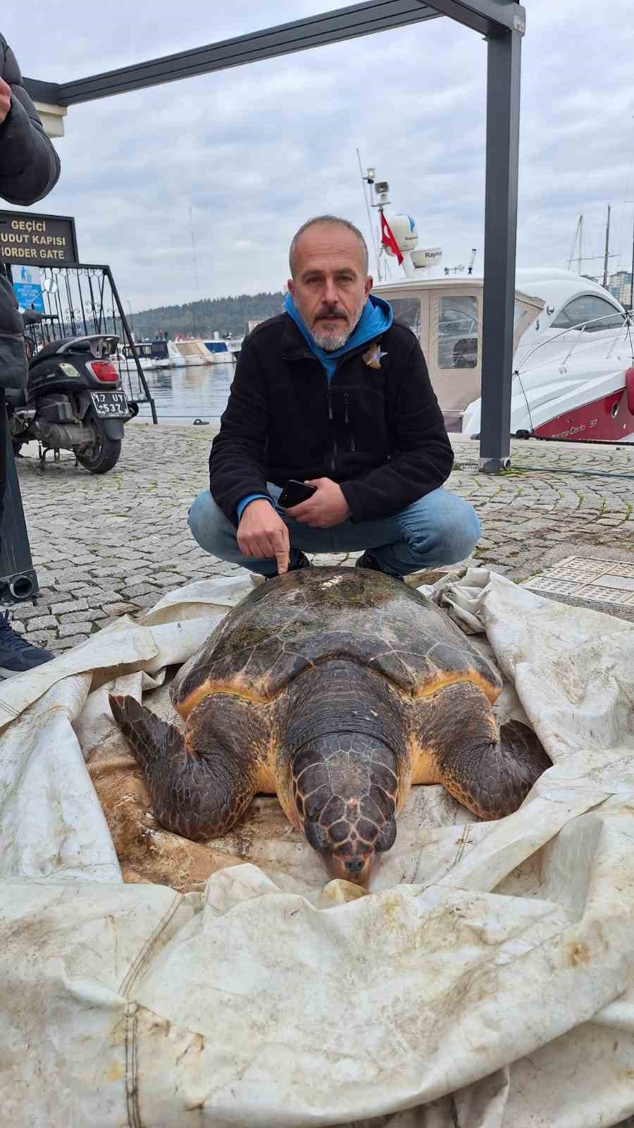 Çanakkale Boğazı’nda yolunu şaşıran caretta caretta yat limanına girdi