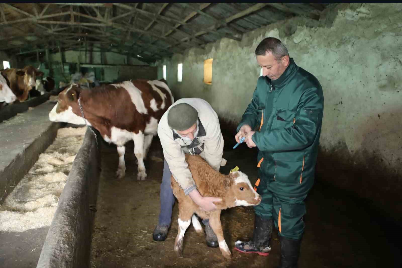 Elazığ’da şap ile mücadele: 5 bin büyükbaş aşılandı, 255 işletmede sağlık taraması yapıldı
