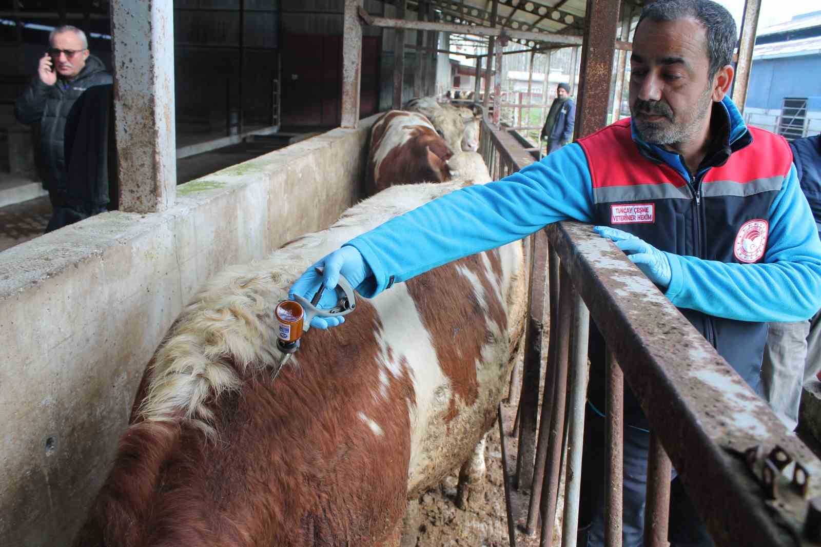 Düzce’de 55 bin 810 büyükbaş hayvan aşılanacak