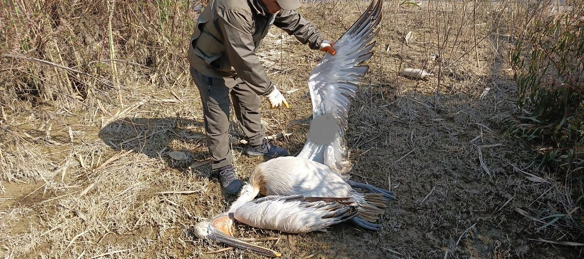 Nesli tehlike altında olan tepeli pelikan vurulmuş halde bulundu