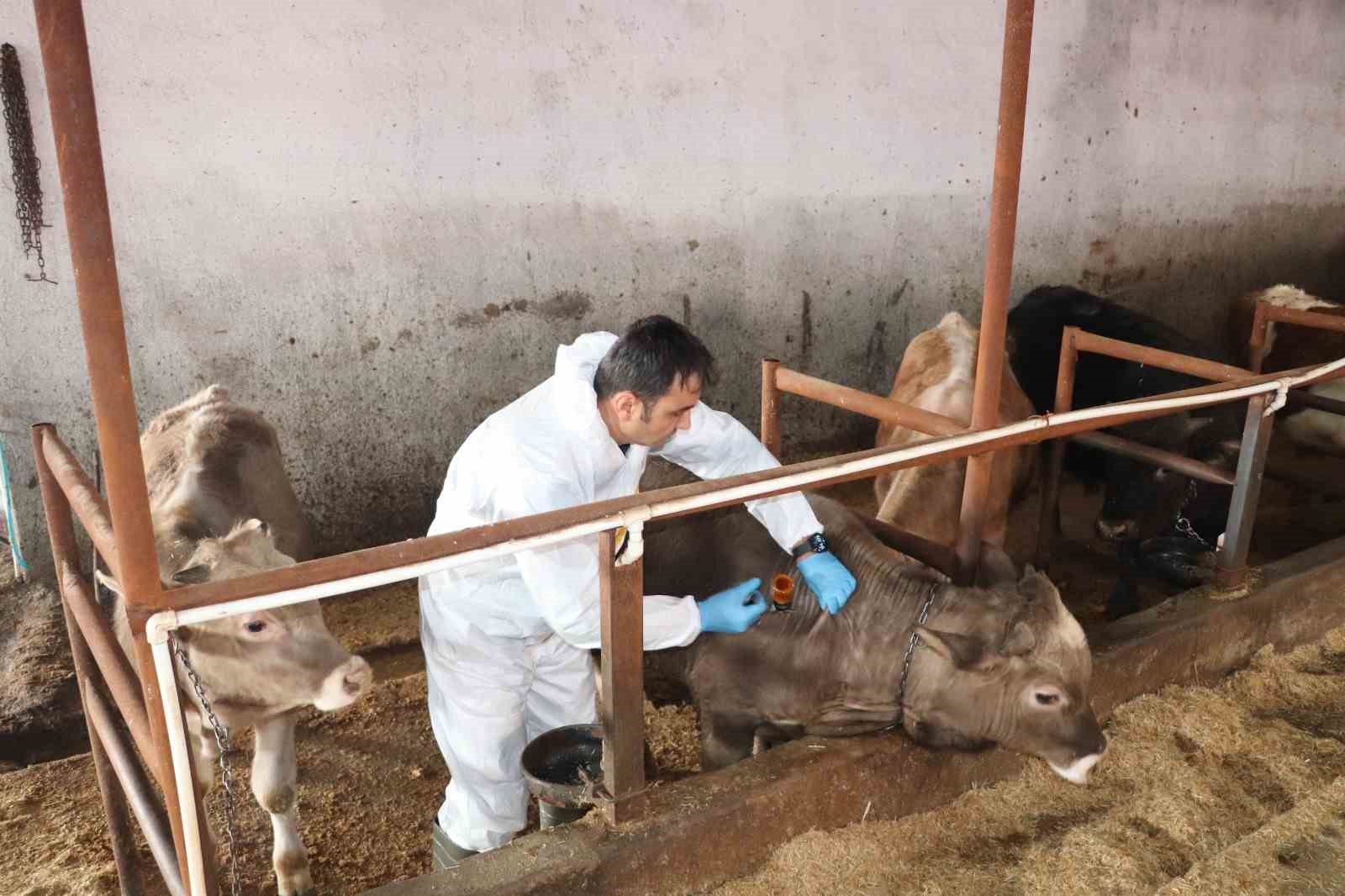 Sivas’ta şap aşılama kampanyası devam ediyor