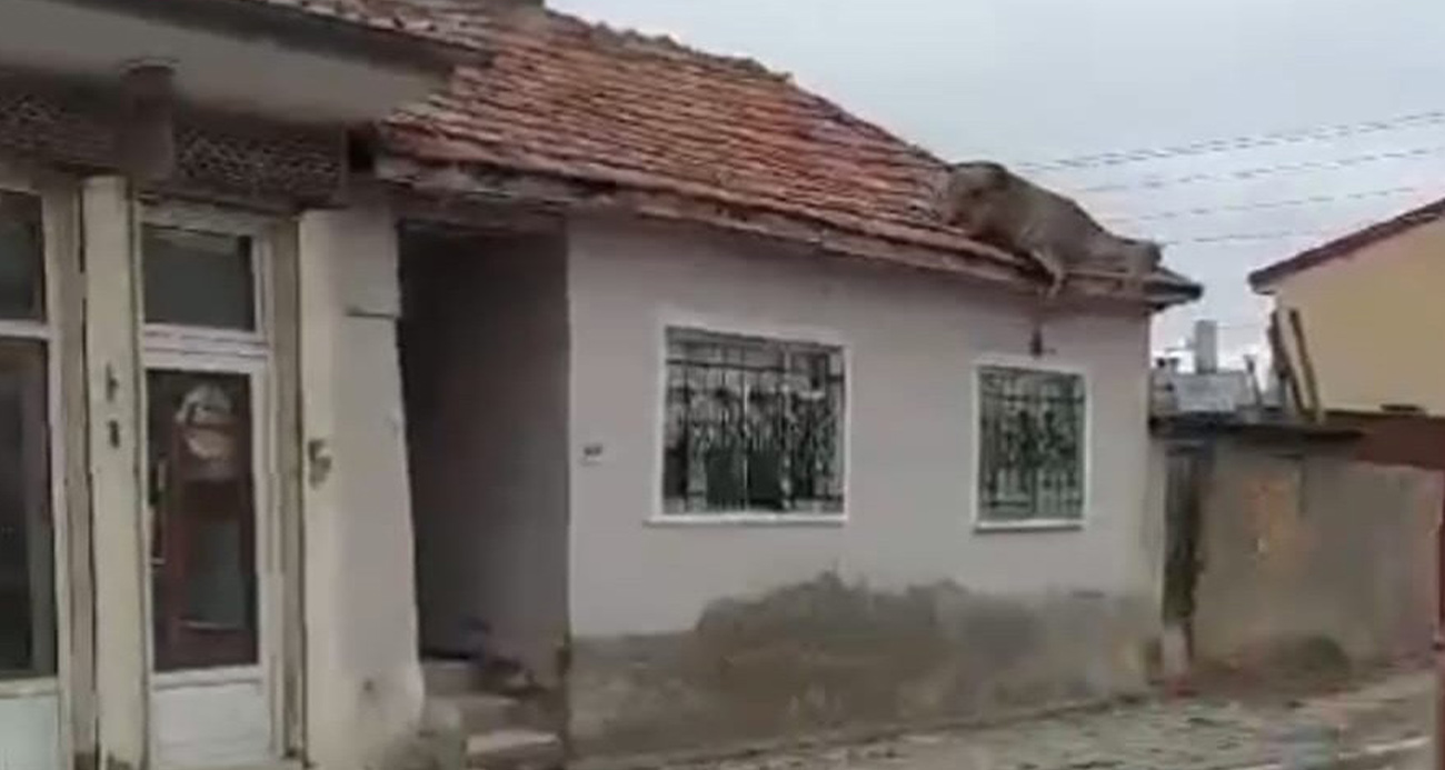 Çatıda kızıl geyiği görenler neye uğradığını şaşırdı
