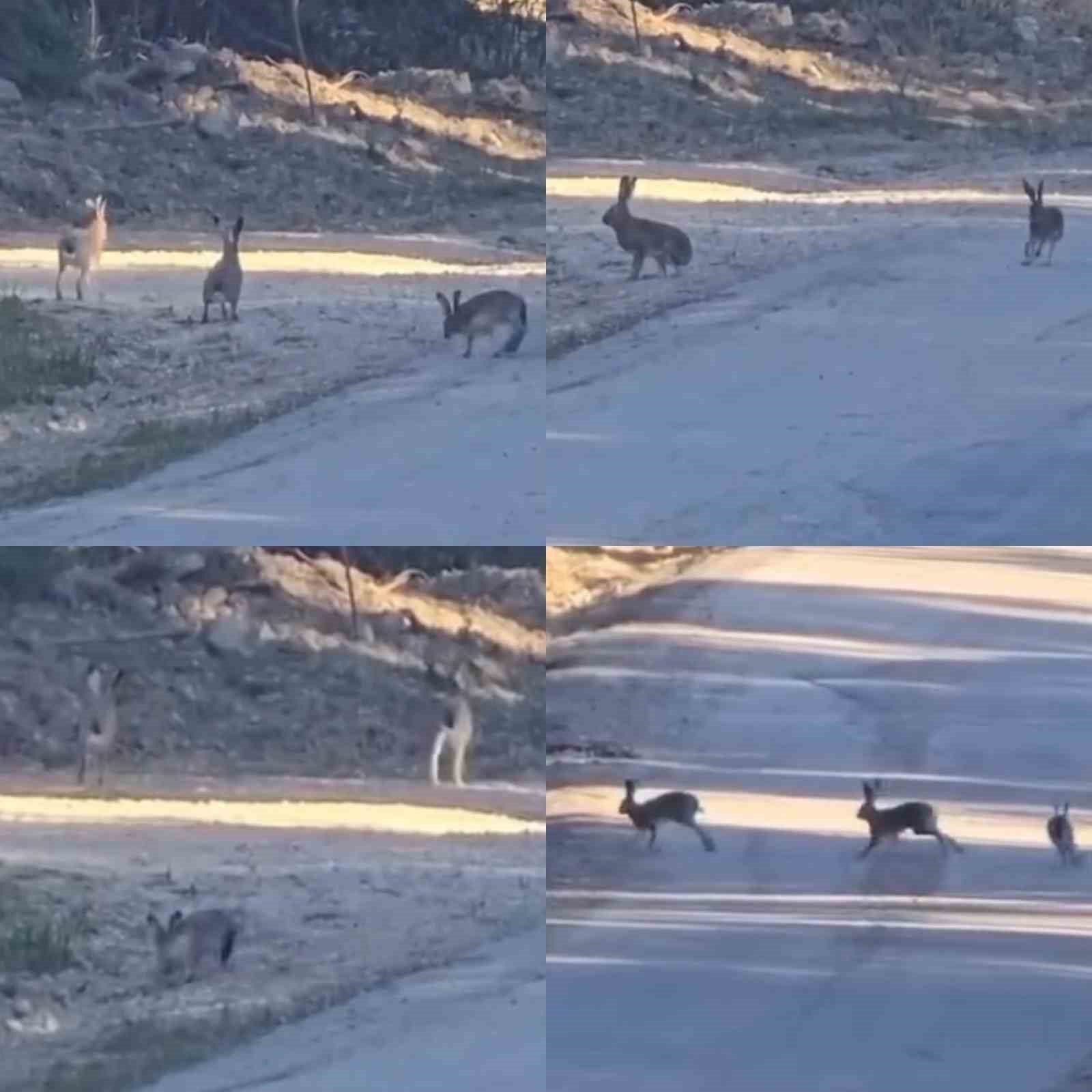 Yaban tavşanlarının neşeli anları kameraya yansıdı