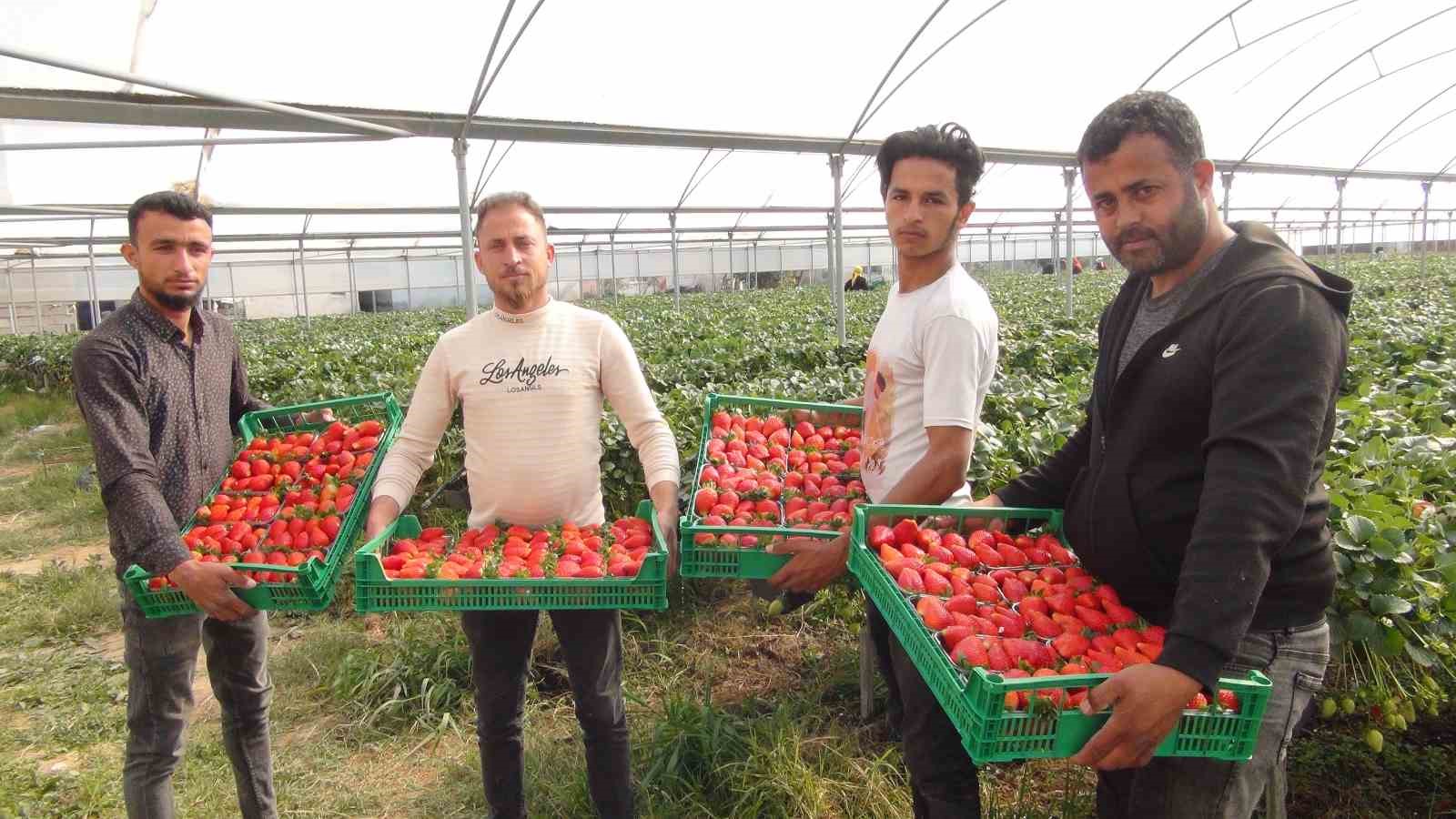 Mersin’de çilekte zirai dondan olumsuz etkilendi
