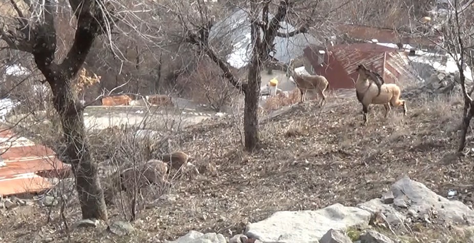Tunceli’de, koruma altındaki yaban keçileri yerleşim yerlerine kadar indi