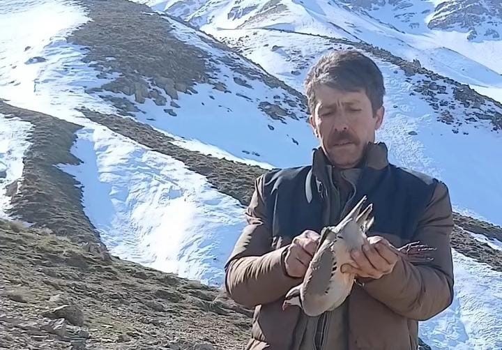 Batman’da duyarlı vatandaş, bulduğu keklikleri sevdikten sonra doğaya bıraktı
