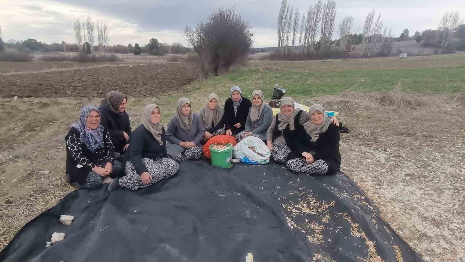 Domaniç’te ata tohumu sarımsak için harekete geçildi