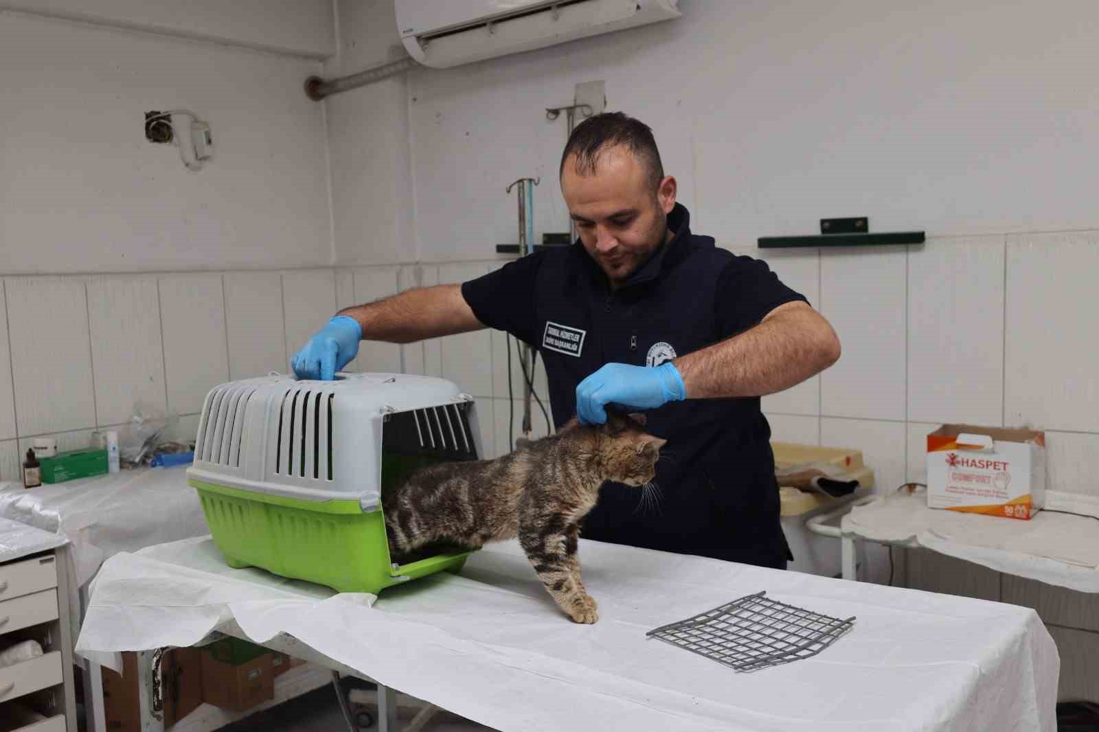 Sosyal medyadan paylaşılan hasta kedi tedavi altına alındı