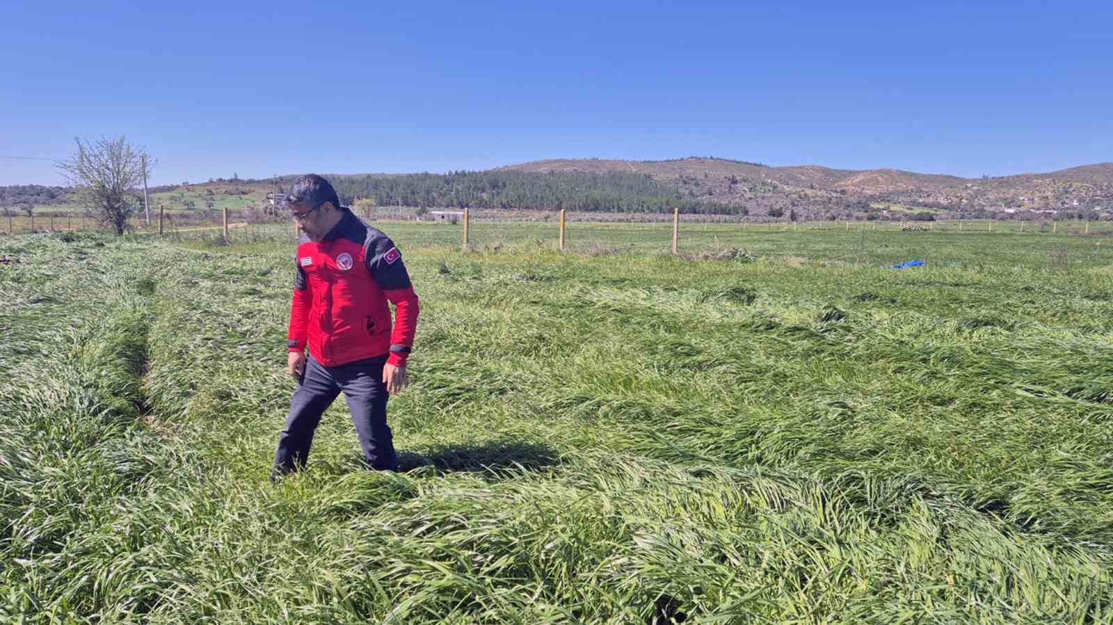 Muğla’da ‘Buğday Süne Zararı’ kontrolleri yapıldı