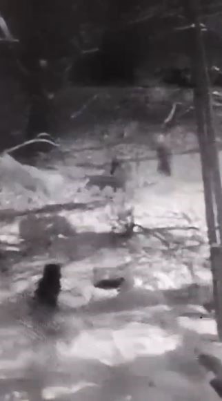 Kurtlara tek başına karşı koydu