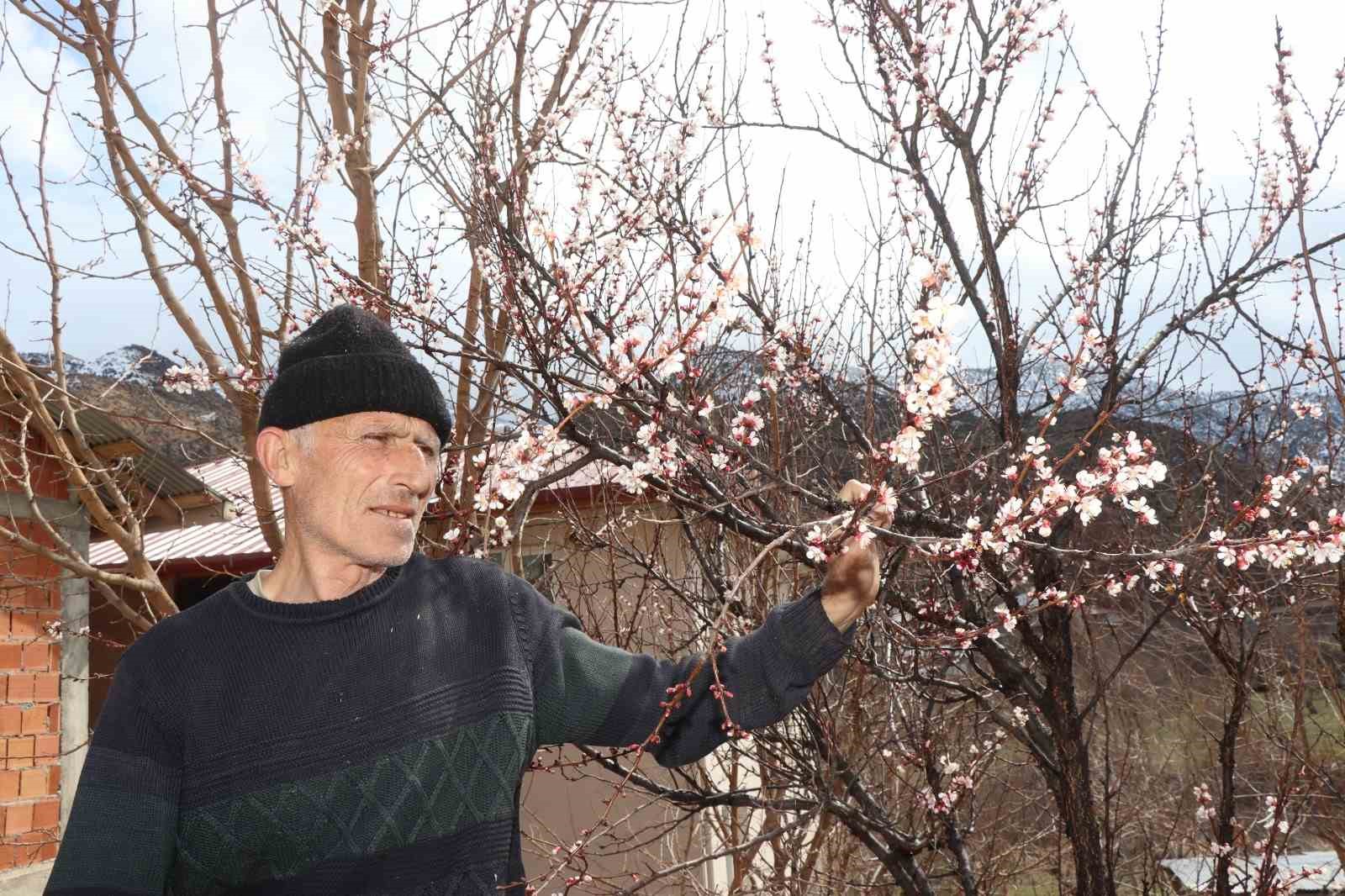 Kar yağışı meyve ağaçlarını üşüttü
