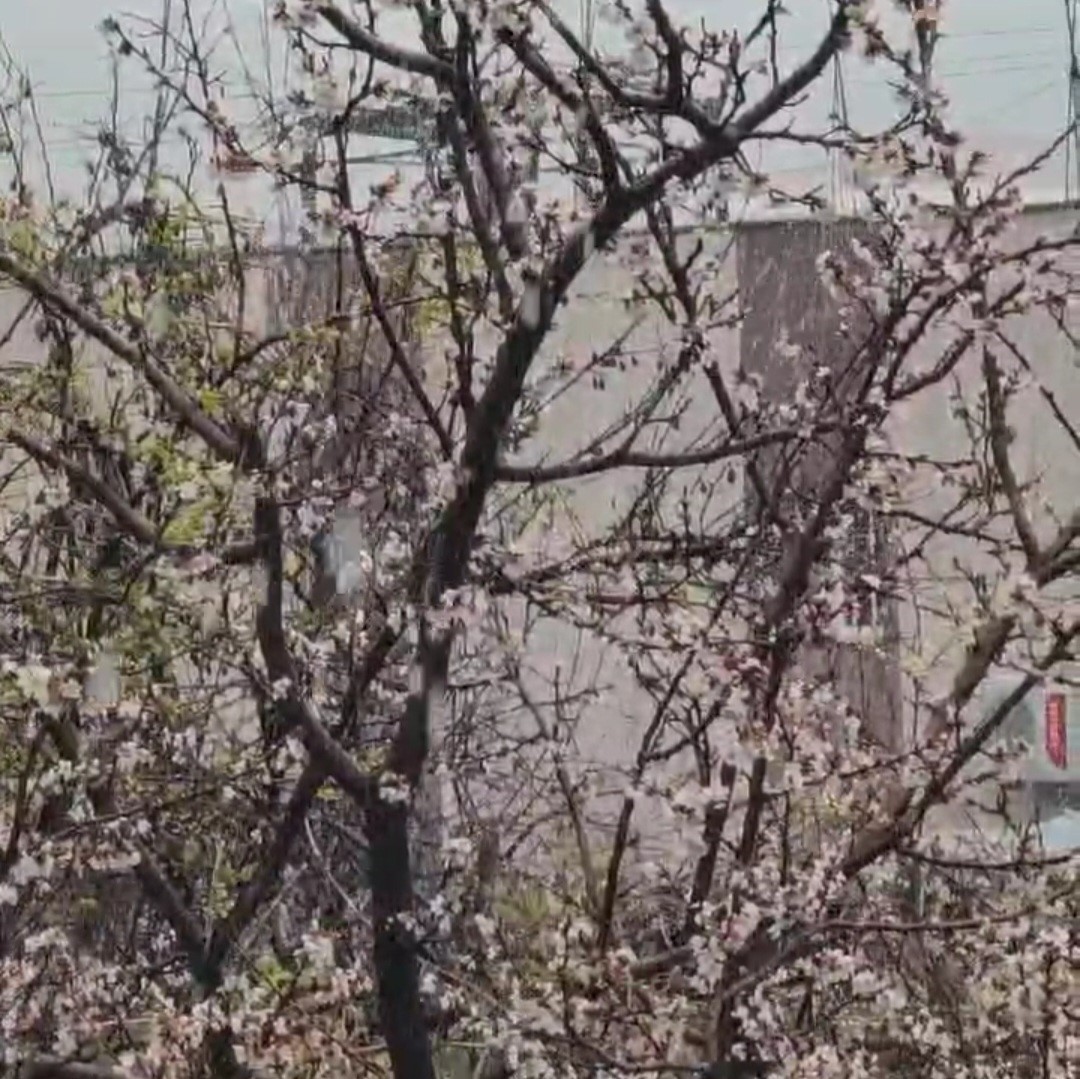 Siirt’te bahar ve kış aynı anda yaşandı