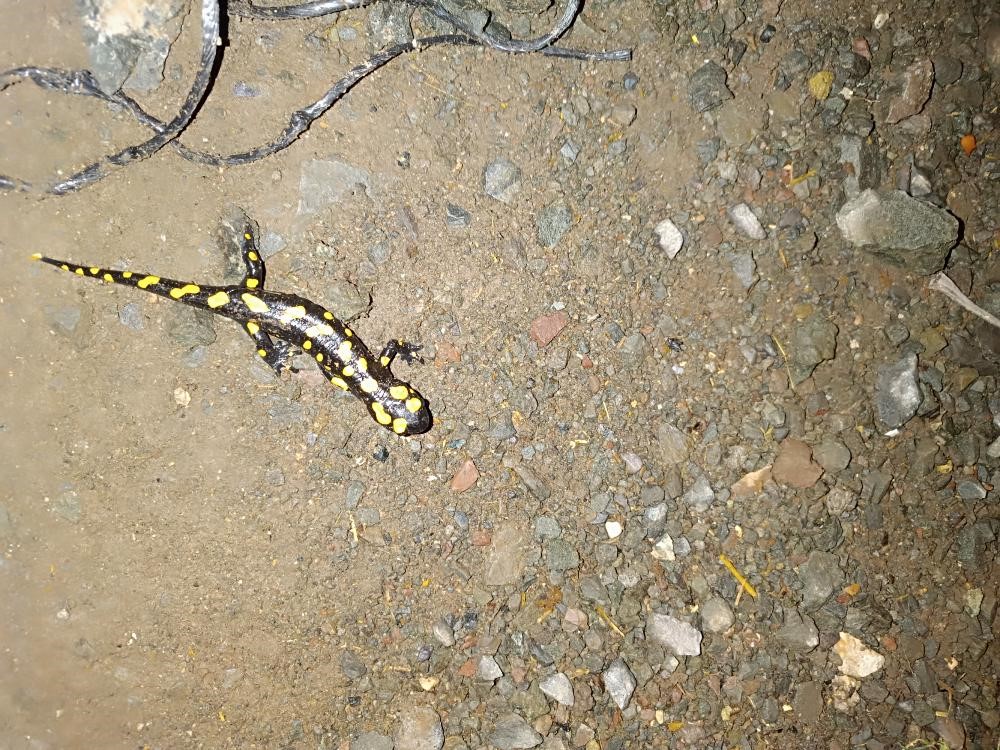 Adıyaman’da sarı benekli semender görüntülendi