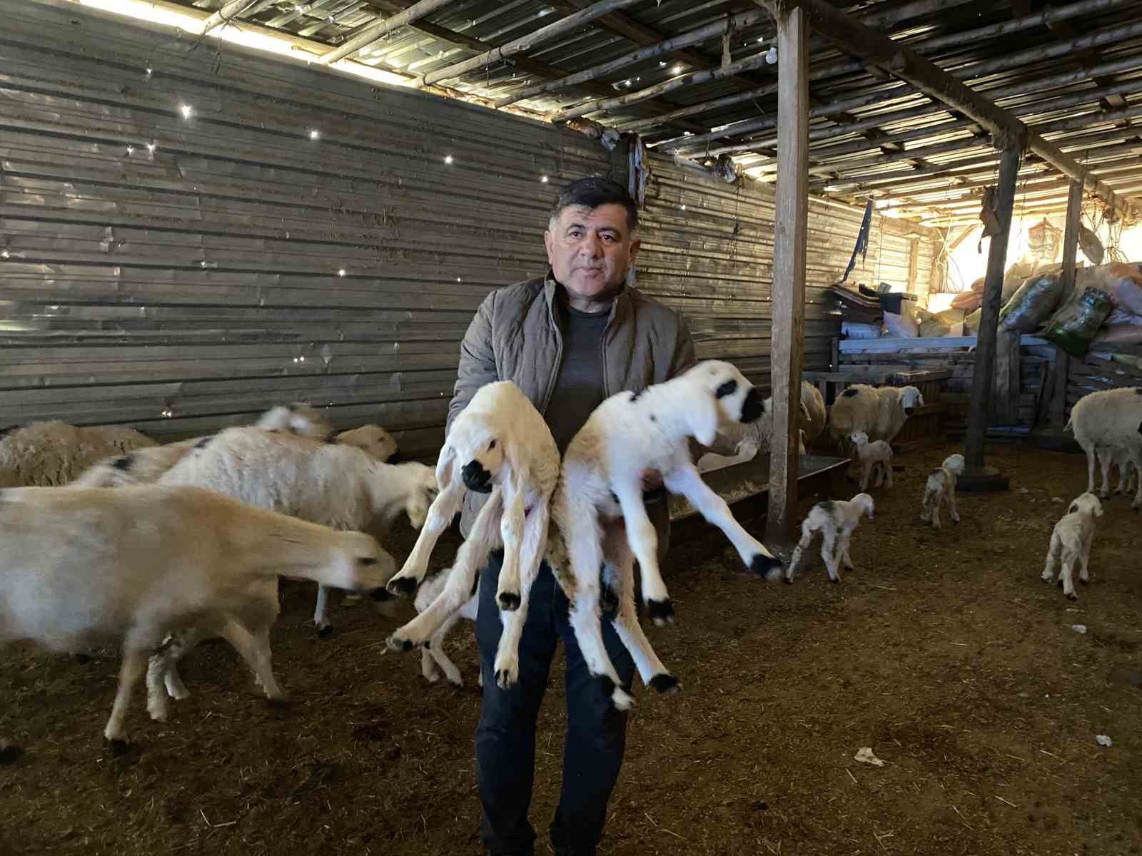 Yozgat’ta yılın ilk kuzuları dünyaya gelmeye başladı