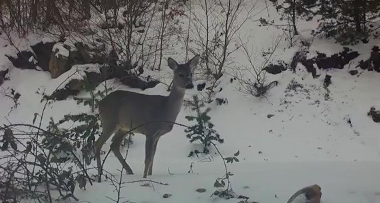 Karacadan fotokapana güzel pozlar