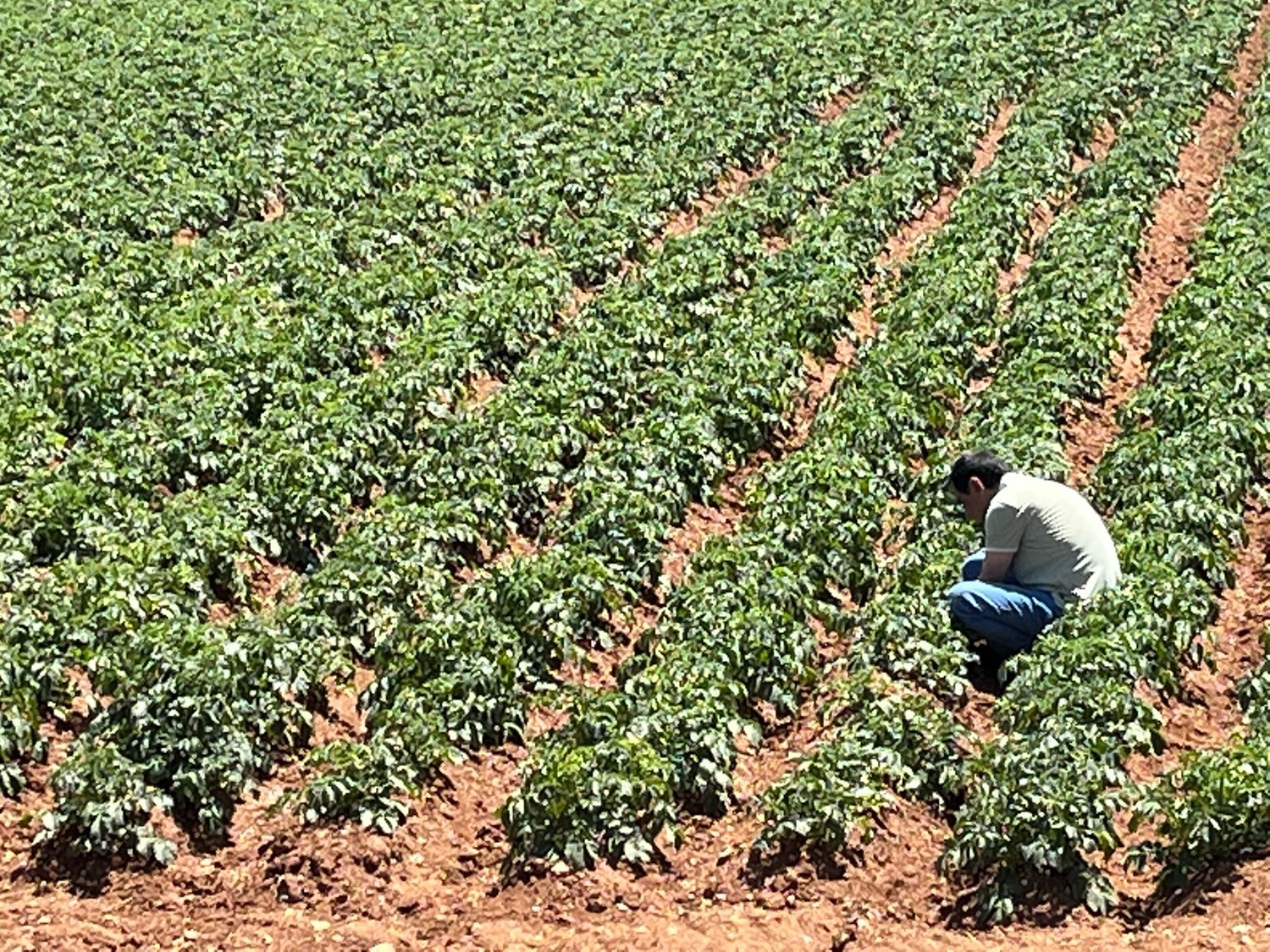Türk girişimcilerden Sahra Çölü’nde tarım projesi