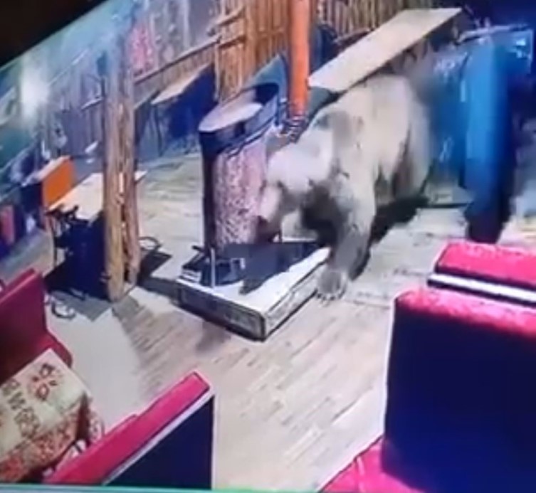 Bursa'da bir işletmeyi ayı bastı...O anlar kamerada