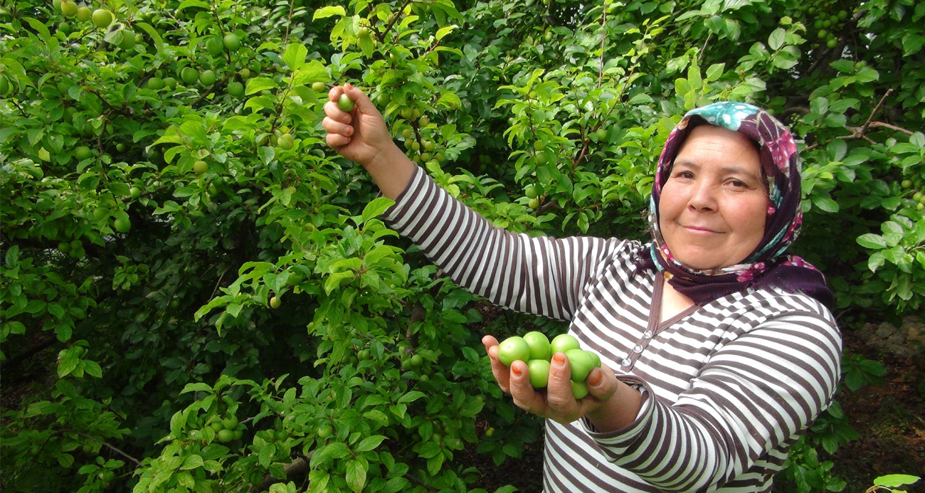 Hasada 8 bin TL ile başlanan erikte fiyat 400 TL’ye kadar düştü