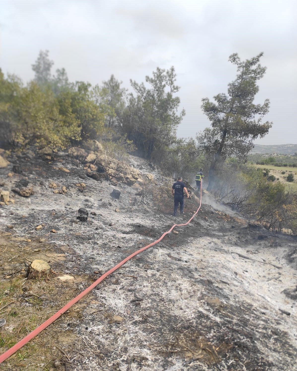 Yayladağı’nda ormanlık alanda yangın