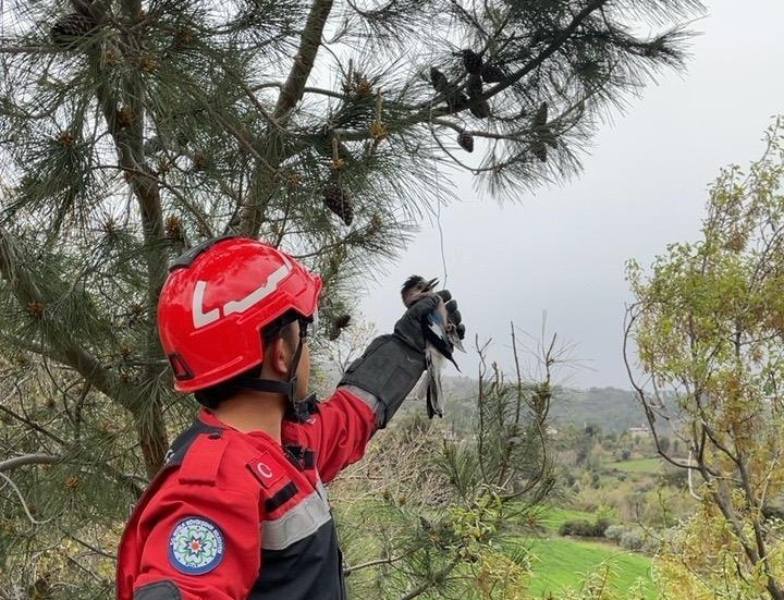 Yaralı Alabak Kuşu’nu itfaiye ekipleri kurtardı