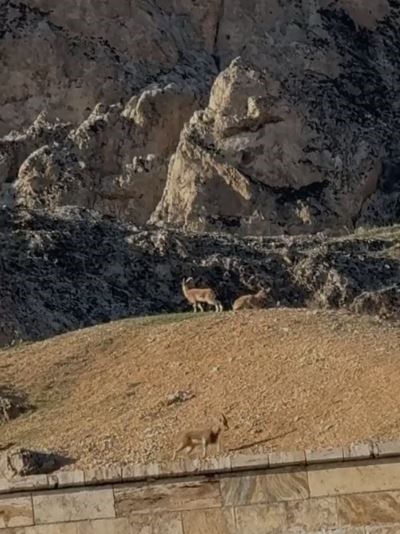 Elazığ’da koruma altındaki dağ keçileri sürü halinde görüntülendi